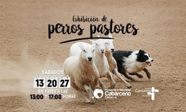 Cantabria exhibicion de perros pastores guiando a ovejas ocas y patos