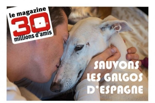 TODOS podemos colaborar para  ayudar a los galgos de la protectora El Arca de Noé