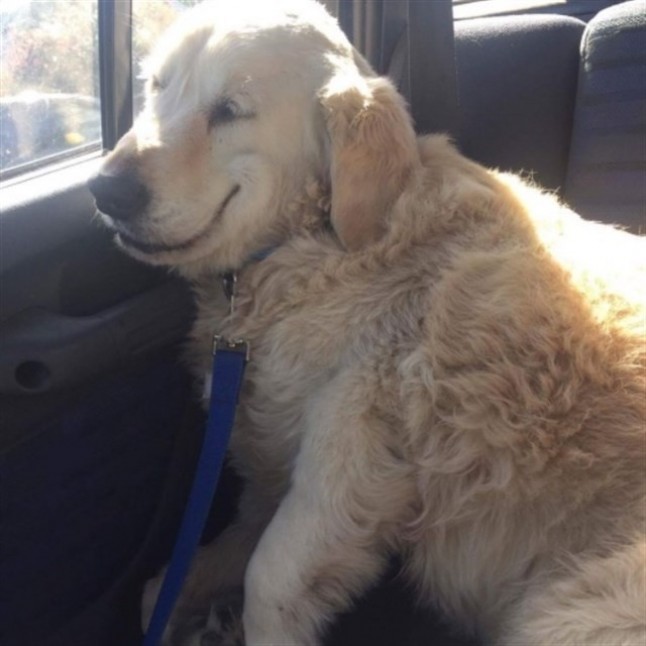 Imágenes de mascotas (sedadas) al volver del veterinario