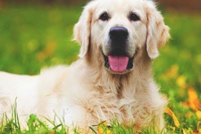 Cs Málaga propone una norma de protección animal integral