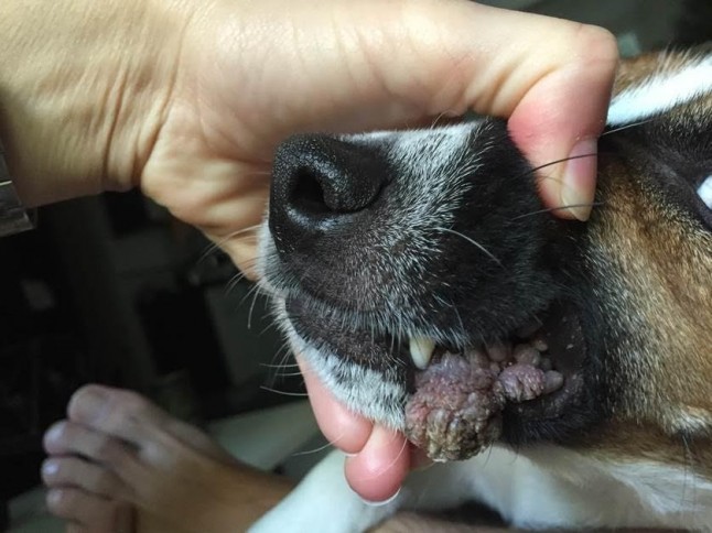 Veterinarios madrileños convocan Amvac-Vetmadrid en Iberzoo+Porpet sobre cirugía dermatológica