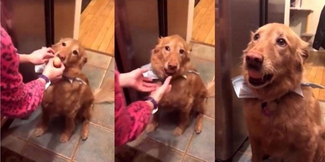 Los Golden Retriever son fantásticos