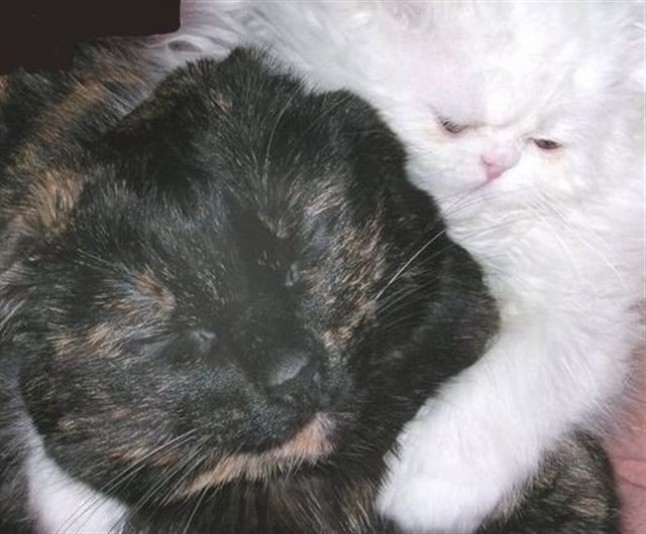 La mitad de los perros y gatos de Europa central tienen sobrepeso