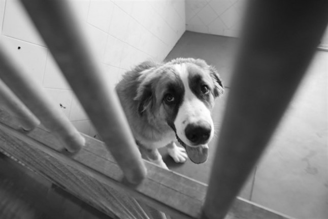 Baleares. La entrada de perros en Son Reus baja y aumenta la de gatos