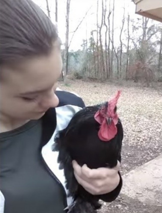 El gallo más simpático del mundo