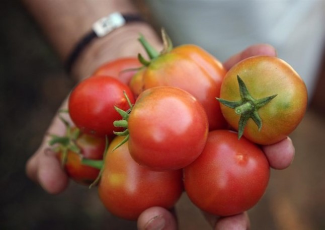 Pan de payés y tomates de ramellet