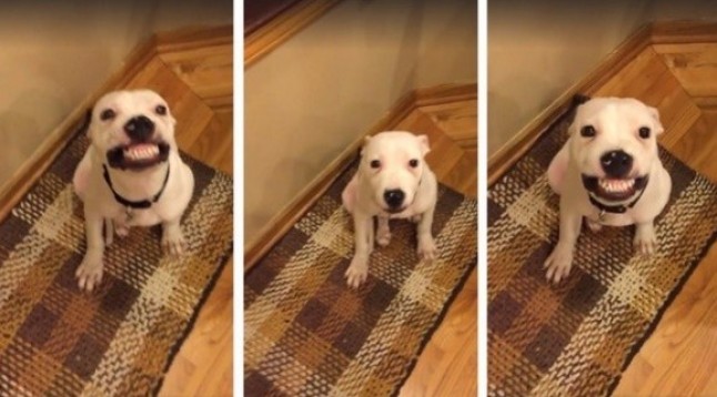 El perro más FELIZ del planeta