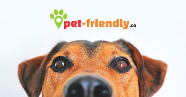 Primer buscador de agencias de viajes pet friendly