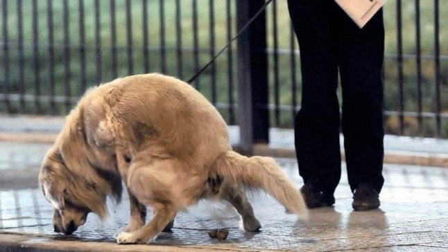 Ya no se avisará más a los propietarios de perros de Málaga que no recogen las heces de la vía pública