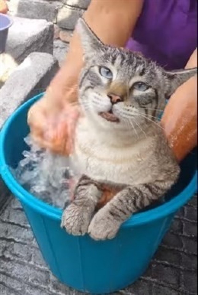 Este gato dice ALTO y CLARO que no le gusta que le bañen