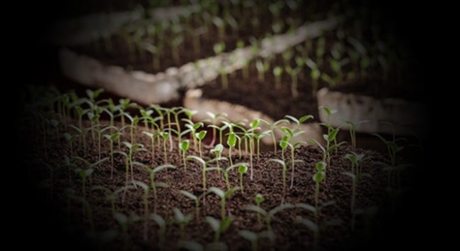 Es posible renovar los modelos agroecológicos y la polinización en un mismo proyecto