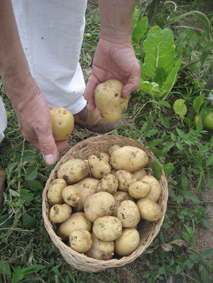 HUERTOS Cultiva tu medicina