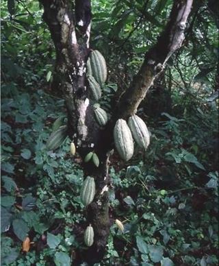 Los bosques podrían acabar con el hambre en el planeta