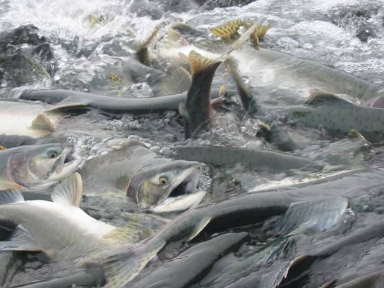 La pesquería de salmón de Alaska obtiene la recertificación MSC