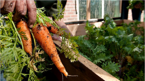 Proliferan los huertos urbanos en Madrid