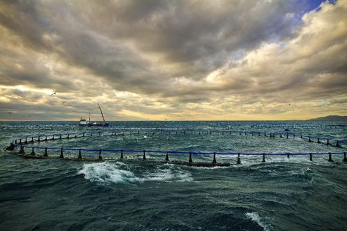 90% de la lubina que se comercializa en Europa procede de la acuicultura