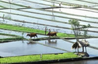 Instan a fomentar la agroecología