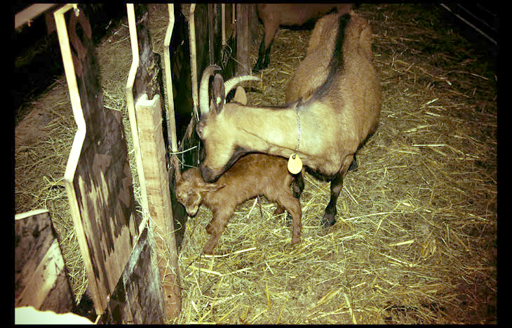 Lácteos ecológicos de caserío en Euskadi