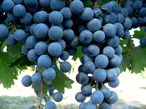 Concurso de vinos elaborados con uvas ecológicas