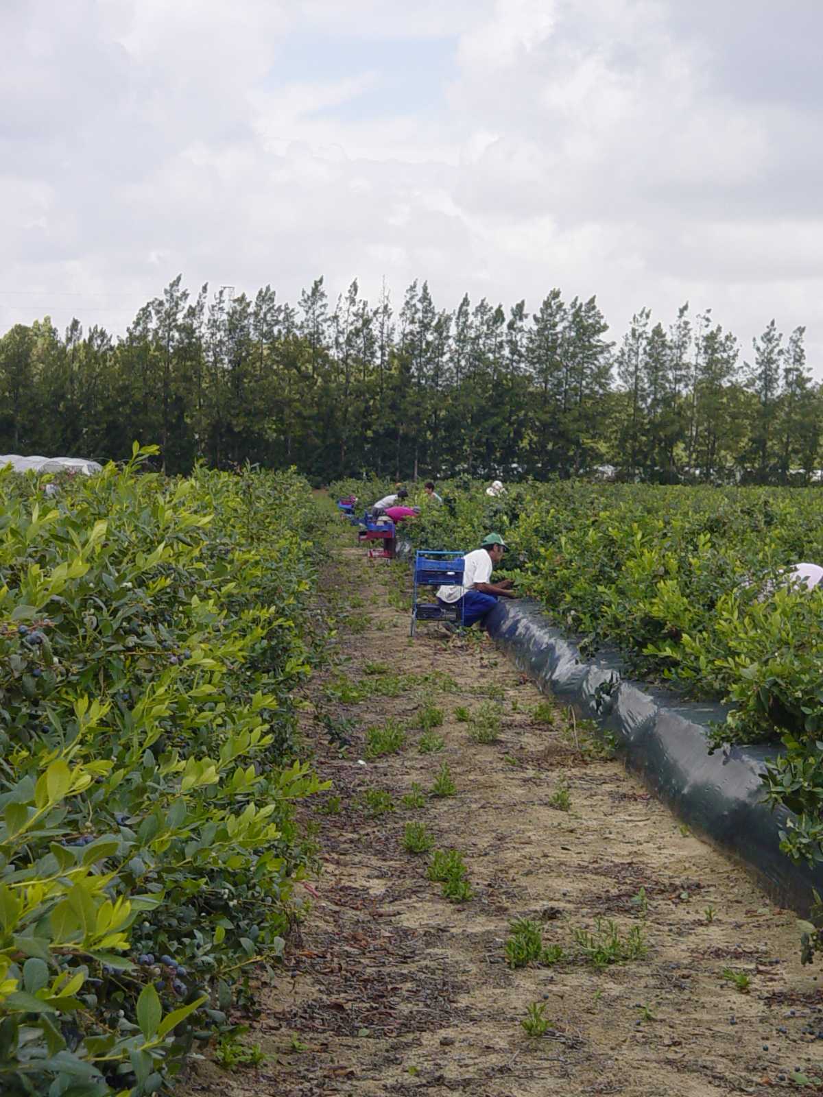 La web de doñana 21 difunde nuevos estudios sobre el sector agrícola en la comarca de Doñana