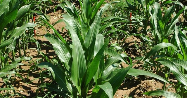 El Consejo de Agricultura y Alimentación Ecológica de Euskadi alcanzó el pasado año 514 operadores