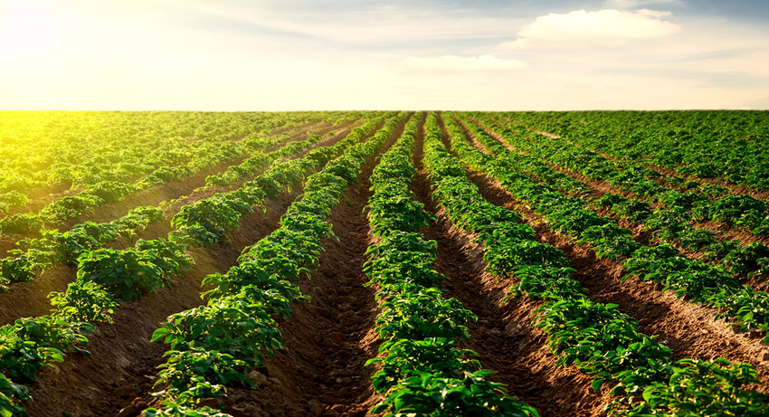 Andalucía quiere liderar la agricultura ecológica en España