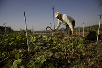 Los alimentos ecológicos son la mejor opción para la salud de las personas y del planeta