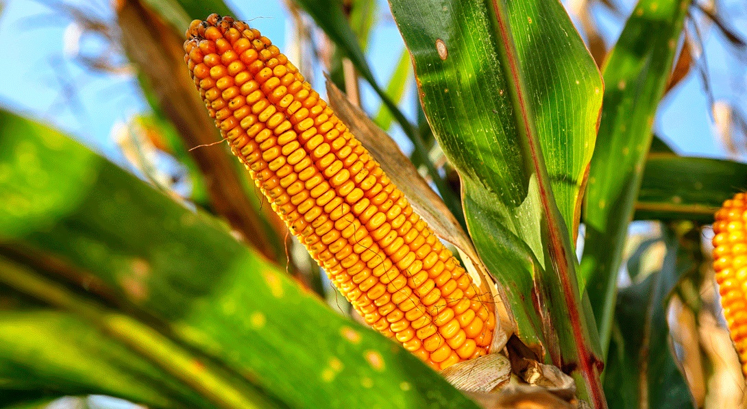 Cultivos transgénicos