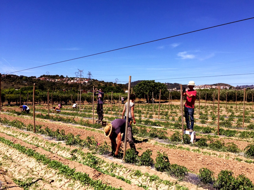 El proyecto Tomaliers impulsa la formación en agrobiodiversidad en Sant Vicenç dels Horts