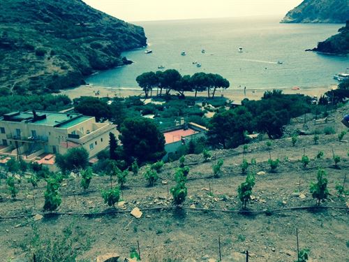 El Hotel Cala Jóncols de Roses (Barcelona) recupera una pequeña viña con uva autóctona y cultivo ecológico