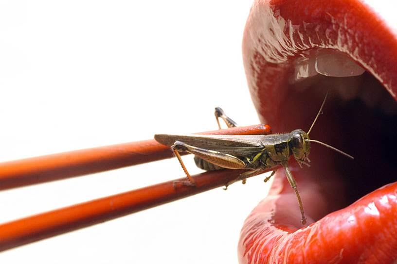 Comer insectos: Europa reforma las leyes de los nuevos alimentos