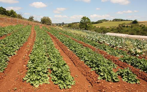 Casi 40 empresas andaluzas promocionarán en Biofach 2010 una variada oferta de productos ecológicos