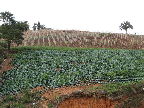 Cuba impulsa una nueva agricultura ecológica en los suburbios