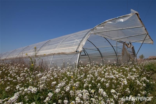 Polonia prohíbe el cultivo de transgénicos