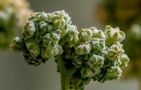 La quinoa podría alimentar a la creciente población mundial