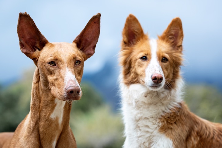 Un ‘domingo de perros’ en Madrid
