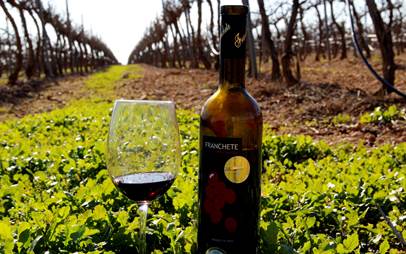 Innovación en los vinos ecológicos