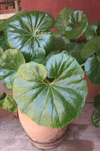 Haz de tu casa un jardín