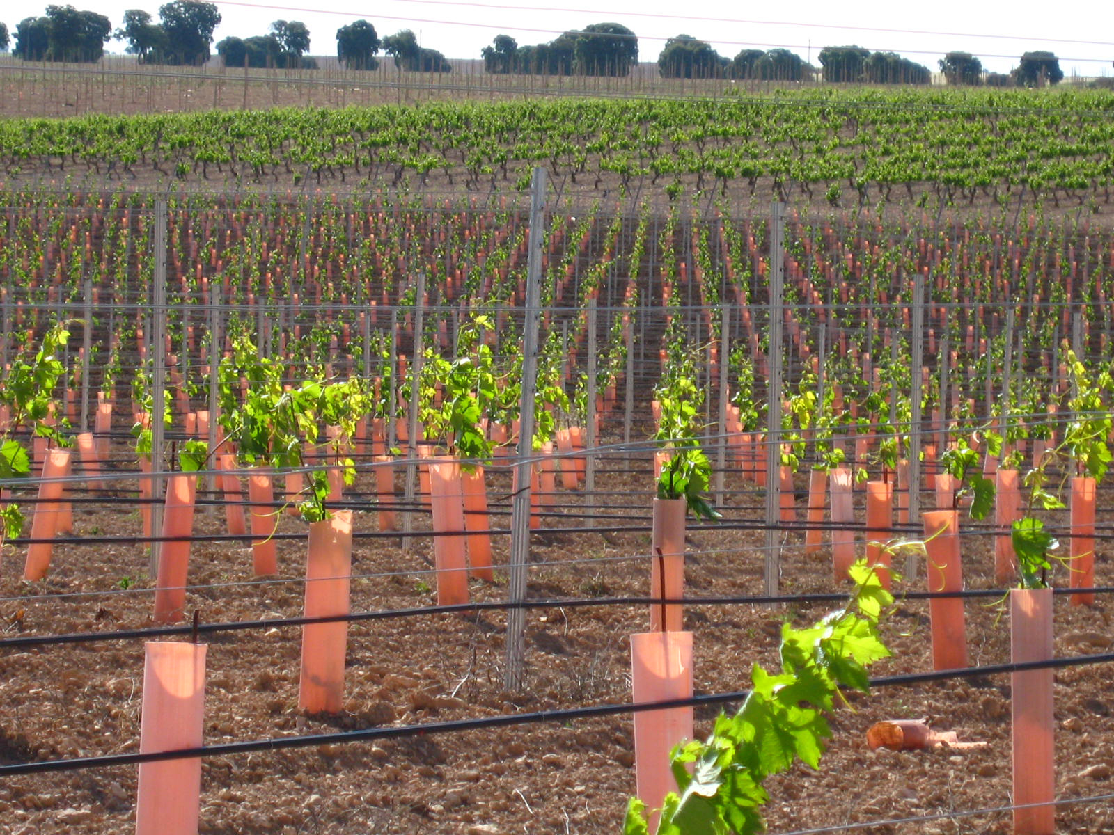 ConSuma Naturalidad diferenciará a las bodegas españolas que elaboren sus vinos con variedades de uva autóctona