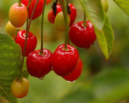 II Jornada Nacional sobre Calidad de los Alimentos Ecológicos