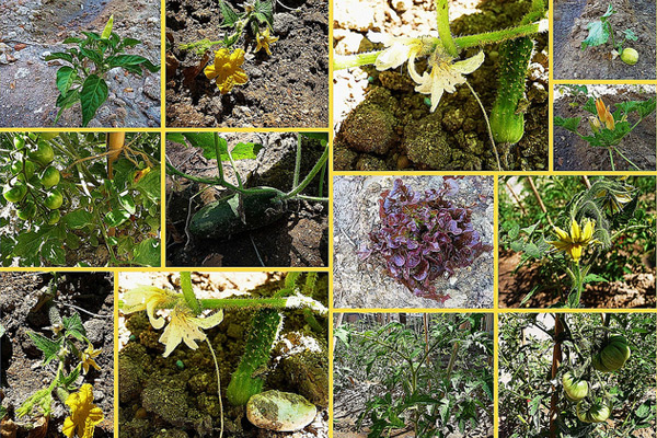 Jornadas HE2 – Huertos Escolares Ecológicos