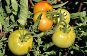 Curso online Superior de Agricultura Ecológica