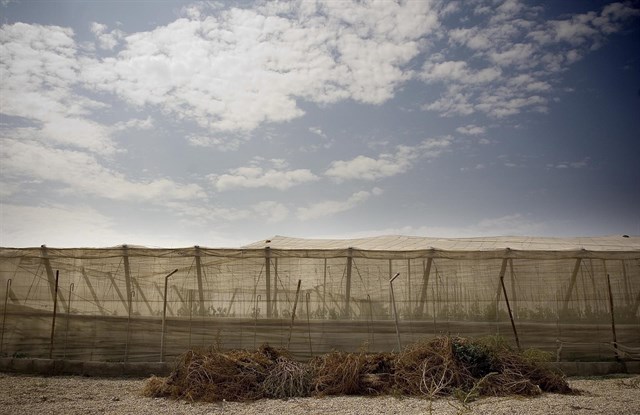 Aprobada la ordenanza de invernaderos de El Ejido para ofrecer una ‘imagen sostenible’