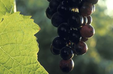 La Rioja pide al MARM que se sume a la exigencia de mantener los derechos de plantación como otros países de la UE