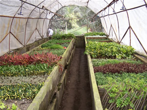 Los horticultores incrementan un tres por ciento la superficie con control biológico esta campaña