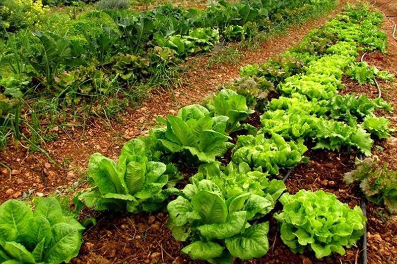 Castilla y León ‘Plan Estratégico de la Producción Ecológica’