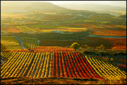 Hallan la bodega de vino más antigua del mundo