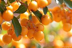 Ecoinspira es el proyecto de la Asociación CAAE