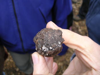 Proyecto para explotar la trufa negra