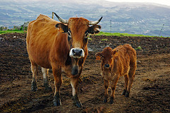 1.400 congresistas ya están inscritos en el 60 Congreso de la Asociación Europea de Producción Animal